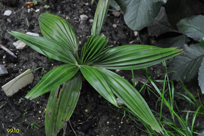 geminisectus